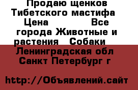 Продаю щенков Тибетского мастифа › Цена ­ 45 000 - Все города Животные и растения » Собаки   . Ленинградская обл.,Санкт-Петербург г.